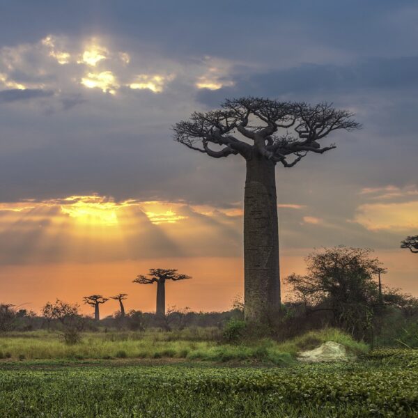 baobab a morondava