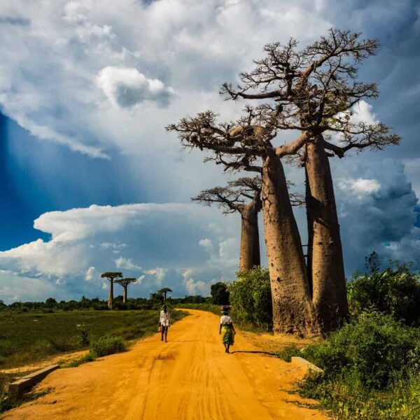 avenue du baobab a morondava