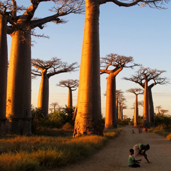 bambini e baobab