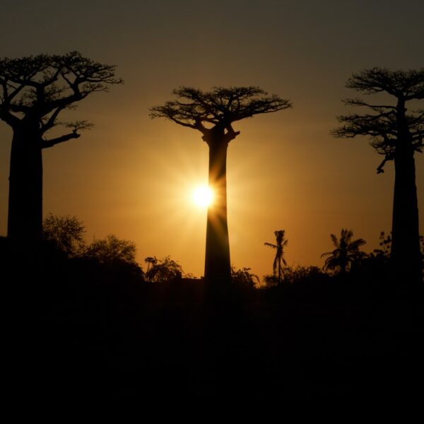 avenue du baobab al tramonto