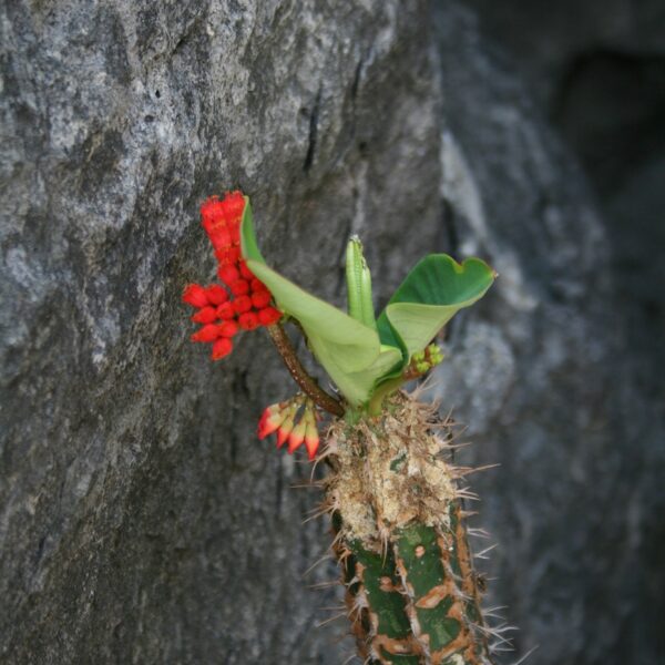 Fiore su una pianta della foresta spinosa in Madagascar