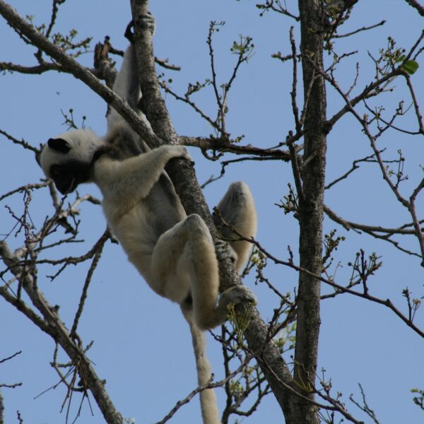Lemure arrampicato su un albero nel parco degli tsingy