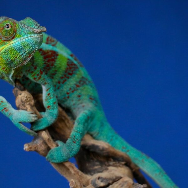 camaleonte al parco degli tsingy in Madagascar