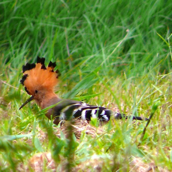 upupa marginata avvistata al parco isalo wadi destination