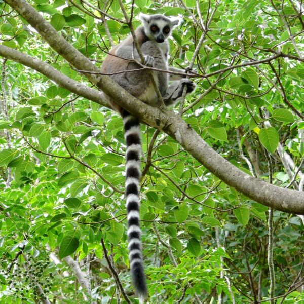 un lemure catta su un albero nella foresta