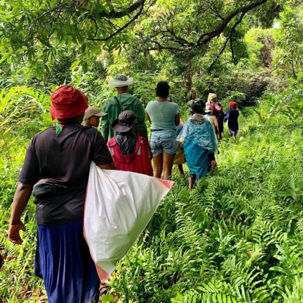 foresta masoala madagascar