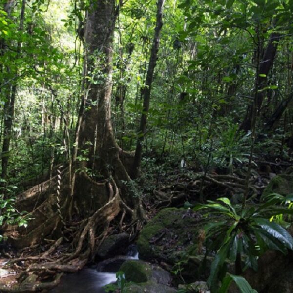 masoala foresta madagascar