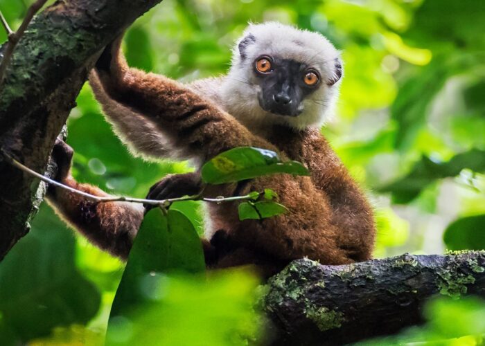 lemure parco nazioanle masoala madagascar