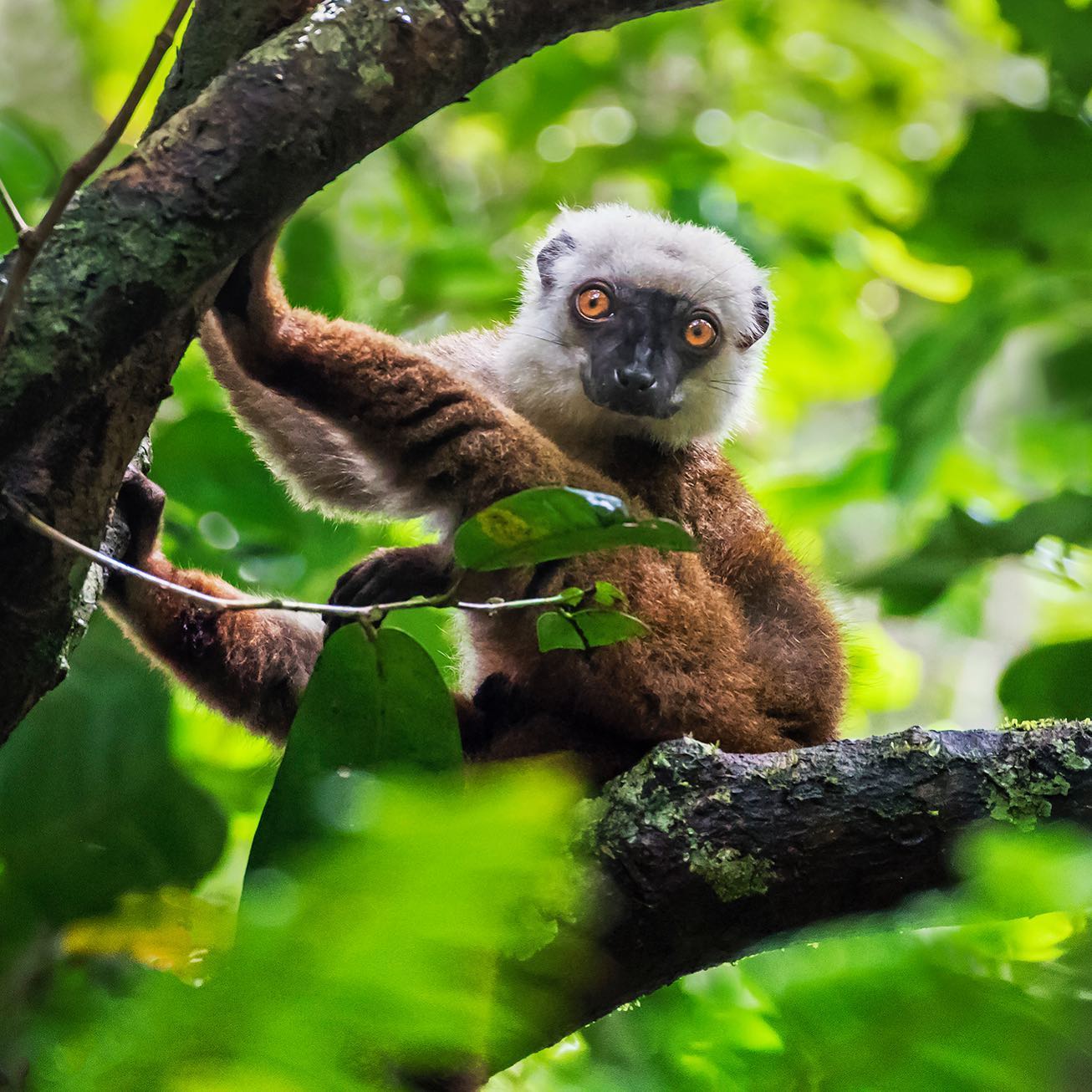 lemure parco nazioanle masoala madagascar