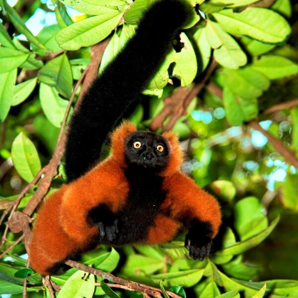 lemure rosso parco masoala madagascar