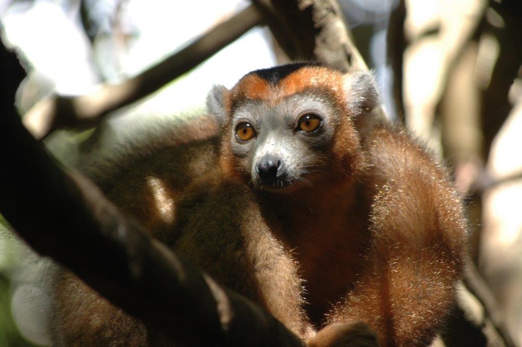 Madagascar. Lemure coronato alla Montagne d'ambre nel viaggio Le Baobab del Tour Operator Wadi Destination.